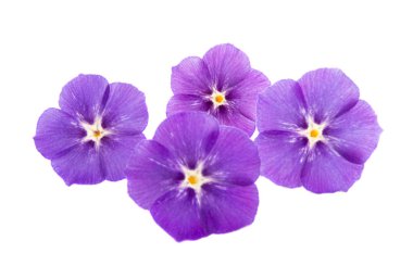 çiçek phlox izole 