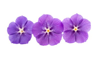 çiçek phlox izole 