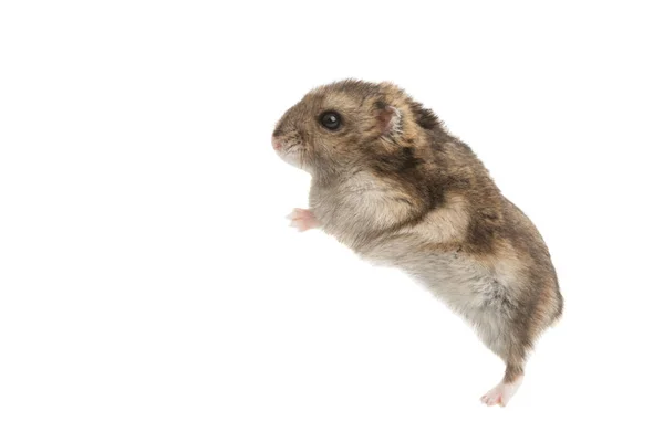 Hamster isolated — Stock Photo, Image
