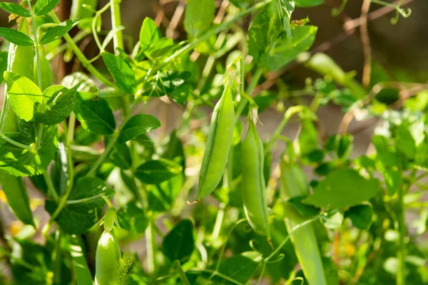 Piselli verdi che crescono — Foto Stock