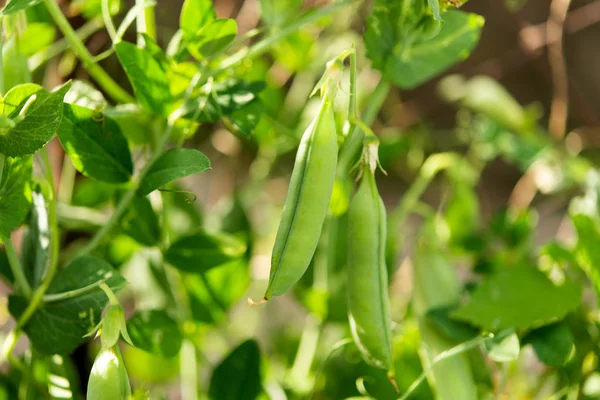 Green peas growing — Stock Photo, Image
