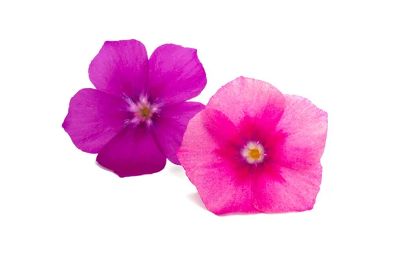 Blütenphlox isoliert — Stockfoto