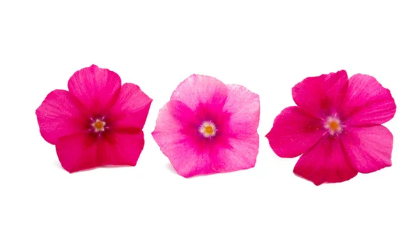 Flower phlox isolated — Stock Photo, Image