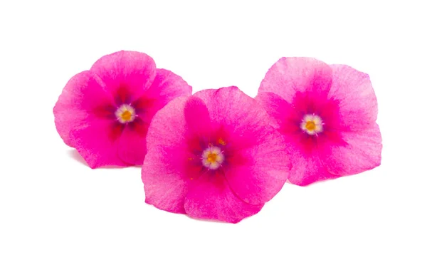 Flower phlox isolated — Stock Photo, Image