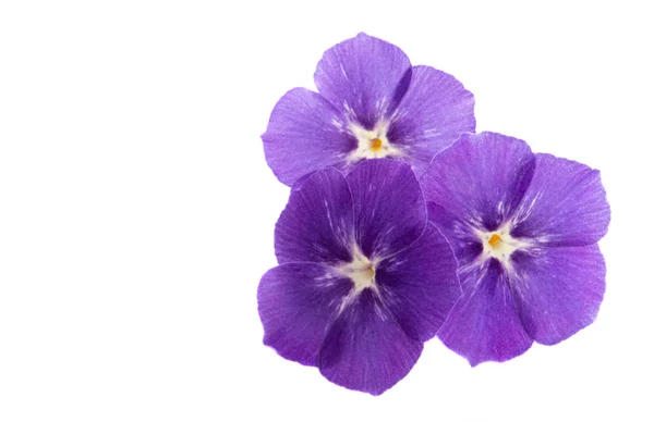Virág Phlox izolált — Stock Fotó