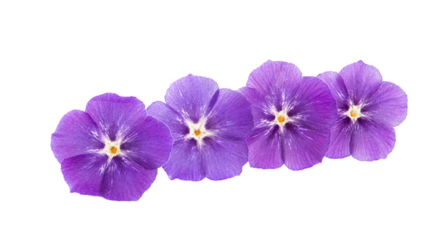 Blomma Phlox isolerad — Stockfoto