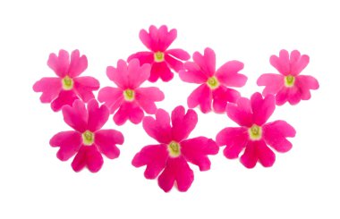 pembe verbena izole 