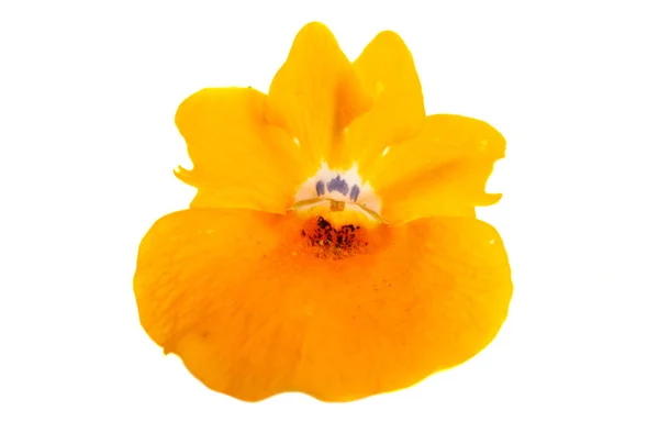 Snapdragon blomma — Stockfoto