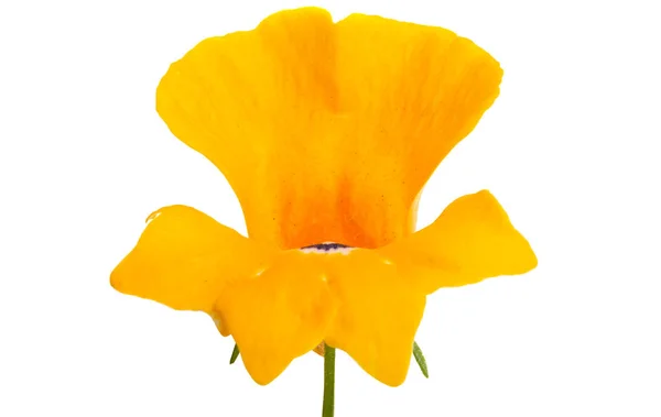 Snapdragon flower — Stock Photo, Image