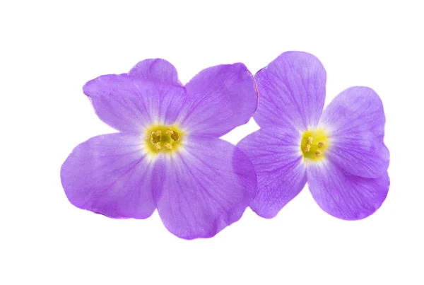 Aubrieta isolada — Fotografia de Stock