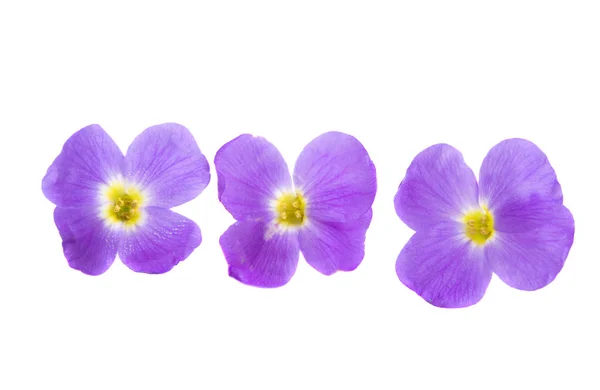 Aubrieta isolerad — Stockfoto