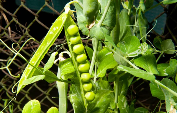 Guisantes verdes que crecen en una granja — Foto de Stock