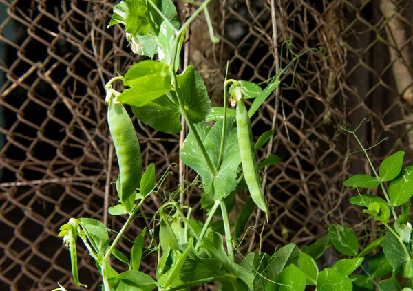 Ervilhas verdes crescendo em uma fazenda — Fotografia de Stock