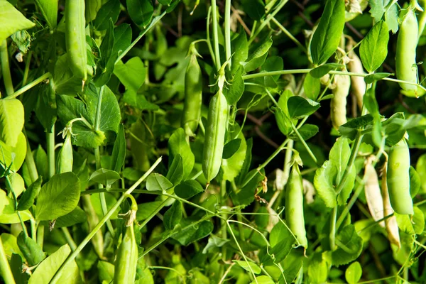 Groene erwten die op een boerderij groeien — Stockfoto