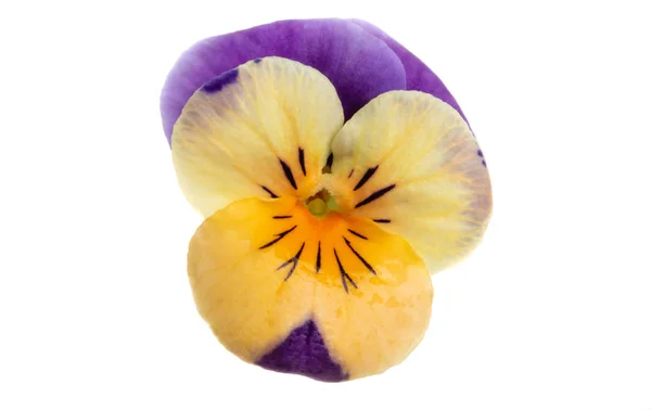 Pansy flower isolated — Stock Photo, Image