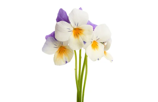 Pansy flower isolated — Stock Photo, Image