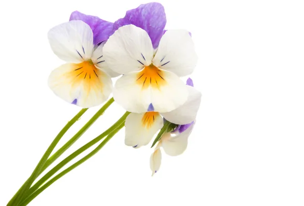 Pansy flower isolated — Stock Photo, Image