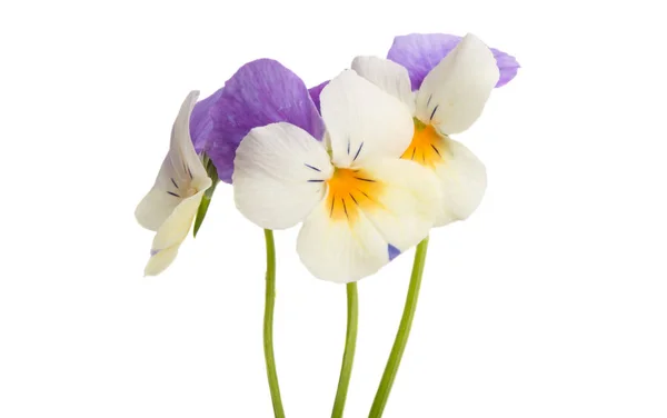 Pansy flower isolated — Stock Photo, Image