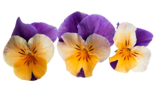 Flor pansy aislada —  Fotos de Stock