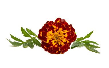 izole marigolds 