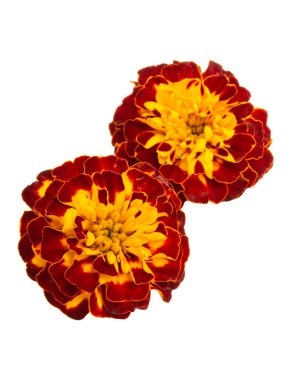 izole marigolds 