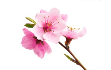 İzole Sakura çiçekler 