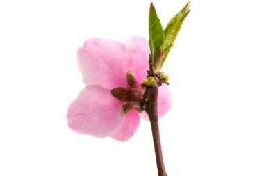 İzole Sakura çiçekler 