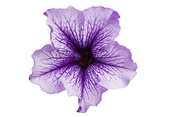 Petunia isolerad — Stockfoto