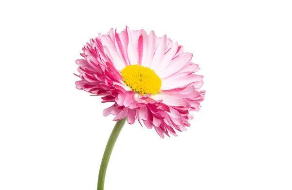 孤立的雏菊 — 图库照片
