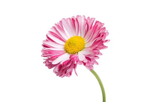 Daisy isolerade — Stockfoto