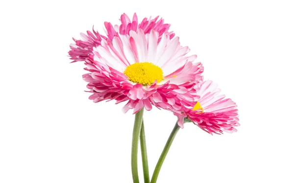 Daisy isolerade — Stockfoto