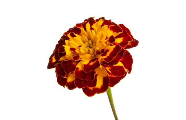 Marigolds isolated — Stock Photo, Image