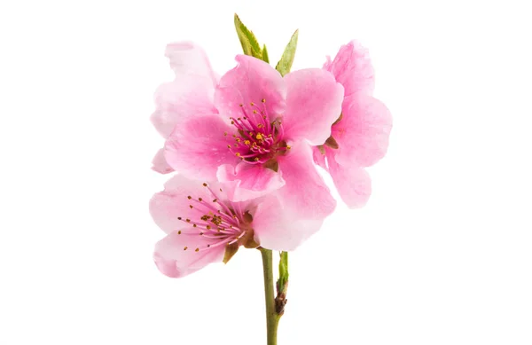 Sakura fiori isolati — Foto Stock