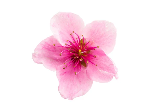 Sakura blommor isolerade — Stockfoto