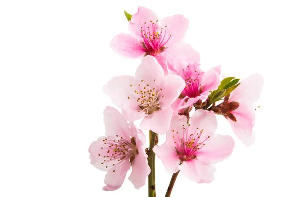 Sakura flores aisladas — Foto de Stock