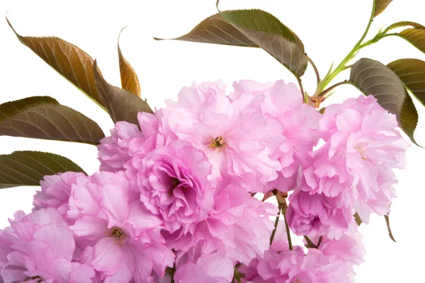 Sakura λουλούδια — Φωτογραφία Αρχείου