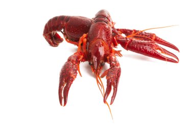 kırmızı kanser izole 