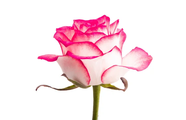 Rosa Rose isoliert — Stockfoto