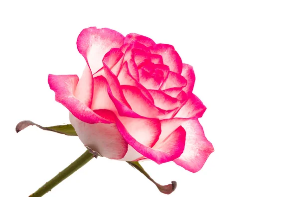 Pink rose isolated — Stock Photo, Image