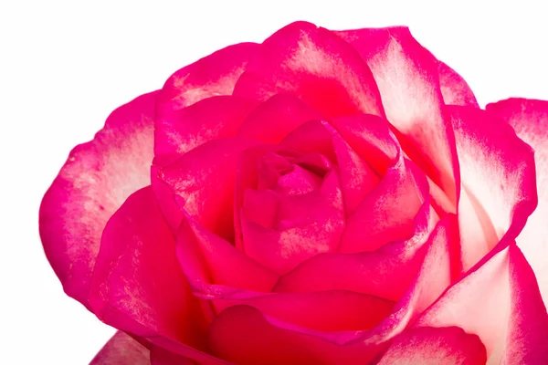 Rosa Rose isoliert — Stockfoto