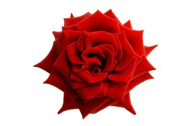 kırmızı gül izole 