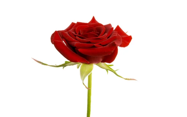 Red rose isolated — Stock Photo, Image