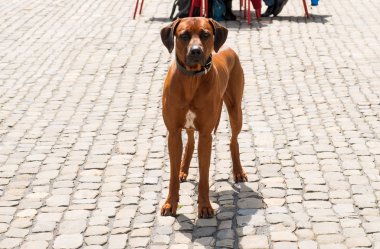 köpek ridgeback 