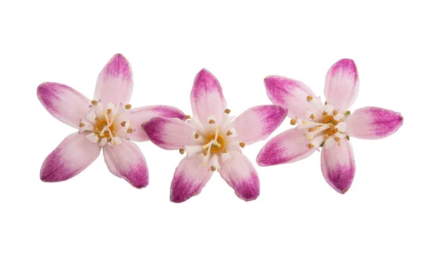 Deutzia scabra isolerad — Stockfoto