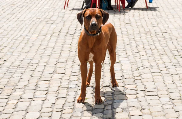 Hunderidgeback — Stockfoto