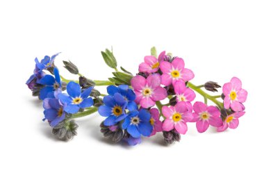 İzole unutma çiçek 