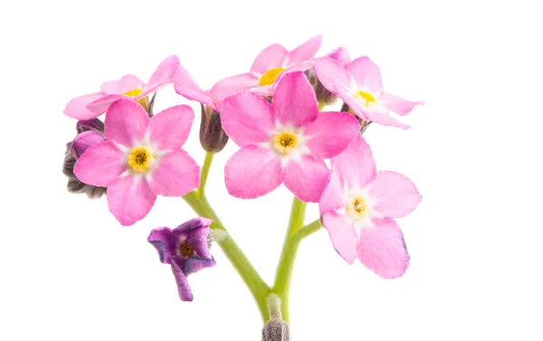 Olvídame-no flor aislada —  Fotos de Stock