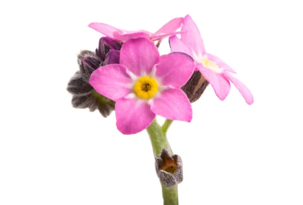 Квітка незабудки не ізольовані — стокове фото
