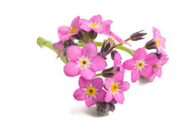 İzole unutma çiçek 