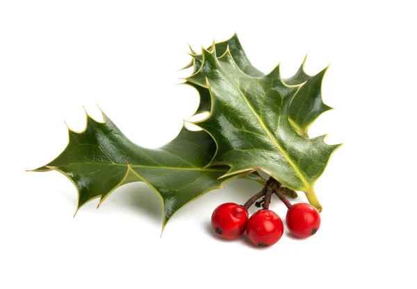 Holly - planta tradicional de Navidad — Foto de Stock